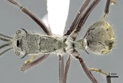 Polyrhachis sexspinosa - CASENT0281396