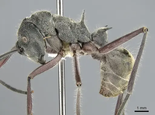 Polyrhachis sexspinosa - CASENT0281396