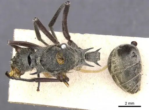 Polyrhachis sexspinosa - CASENT0901808
