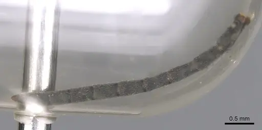 Polyrhachis sexspinosa - CASENT0901808