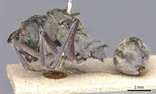 Polyrhachis sexspinosa - CASENT0901808