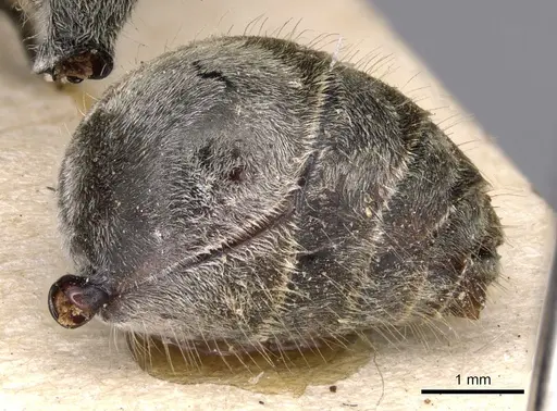 Polyrhachis sexspinosa - CASENT0901808