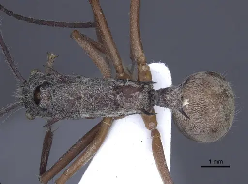 Polyrhachis sexspinosa - CASENT0916781