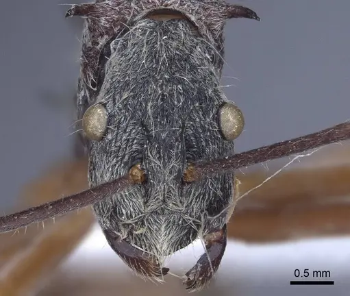 Polyrhachis sexspinosa - CASENT0916781