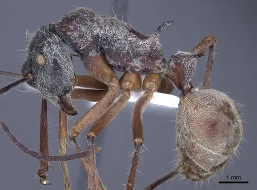 Polyrhachis sexspinosa - CASENT0916781