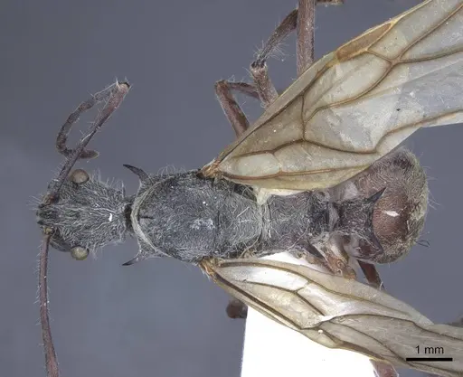 Polyrhachis sexspinosa - CASENT0916782