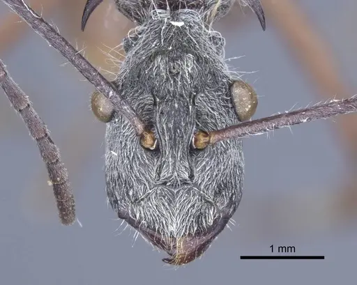 Polyrhachis sexspinosa - CASENT0916782