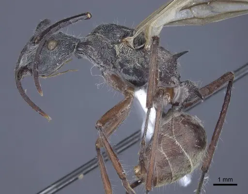 Polyrhachis sexspinosa - CASENT0916782