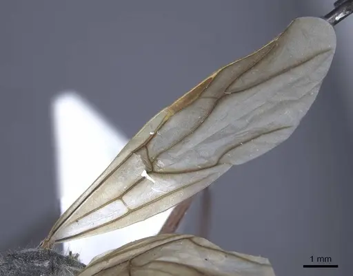 Polyrhachis sexspinosa - CASENT0916782