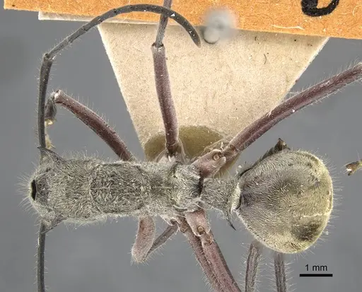 Polyrhachis sexspinosa - CASENT0917271