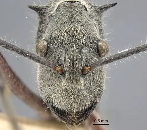 Polyrhachis sexspinosa - CASENT0917271