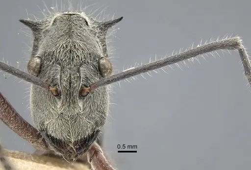 Polyrhachis sexspinosa - CASENT0917271