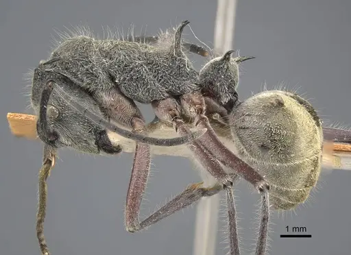 Polyrhachis sexspinosa - CASENT0917271