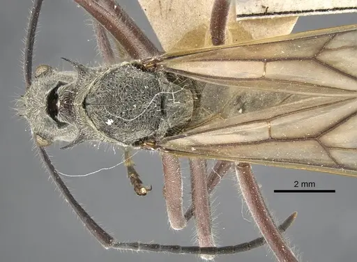 Polyrhachis sexspinosa - CASENT0917272