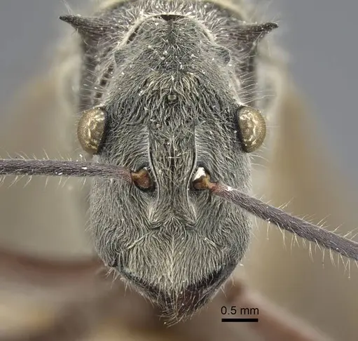 Polyrhachis sexspinosa - CASENT0917272