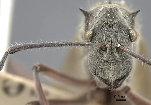 Polyrhachis sexspinosa - CASENT0917272