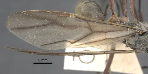 Polyrhachis sexspinosa - CASENT0917272