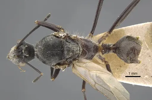 Polyrhachis sexspinosa - CASENT0917273