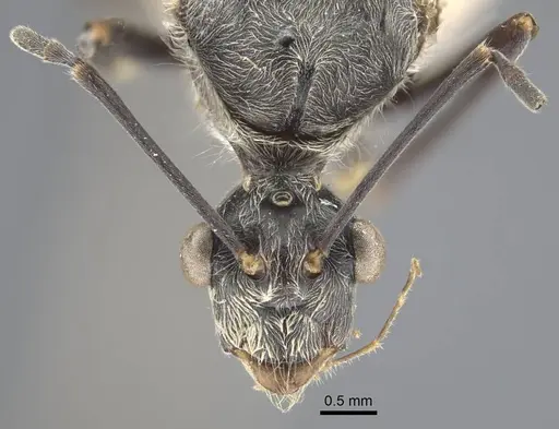 Polyrhachis sexspinosa - CASENT0917273
