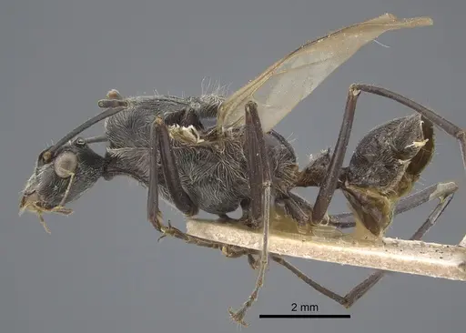 Polyrhachis sexspinosa - CASENT0917273