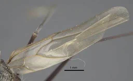 Polyrhachis sexspinosa - CASENT0917273