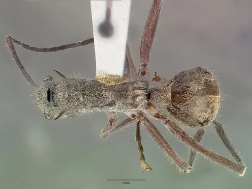 Polyrhachis sexspinosa - CASTYPE06997