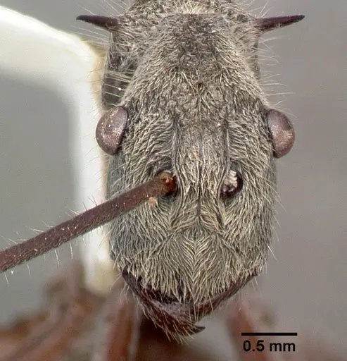 Polyrhachis sexspinosa - CASTYPE06997