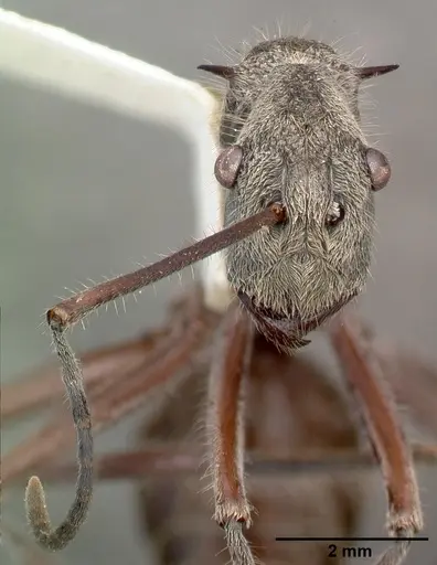 Polyrhachis sexspinosa - CASTYPE06997