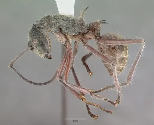 Polyrhachis sexspinosa - CASTYPE06997