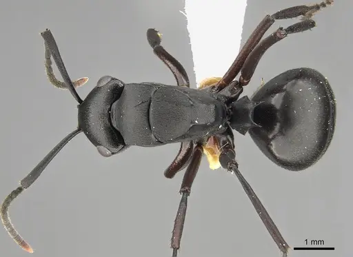 Polyrhachis shattucki specimen