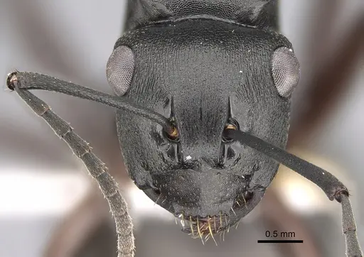 Polyrhachis shattucki specimen