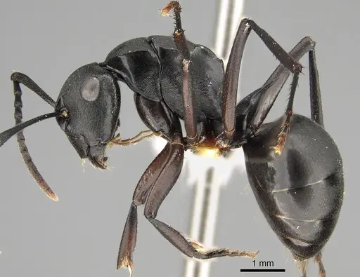 Polyrhachis shattucki specimen