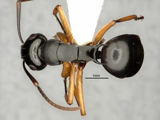 Polyrhachis shixingensis specimen