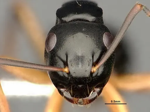 Polyrhachis shixingensis specimen
