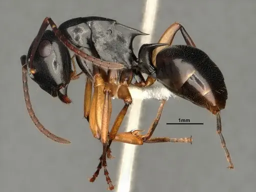 Polyrhachis shixingensis specimen