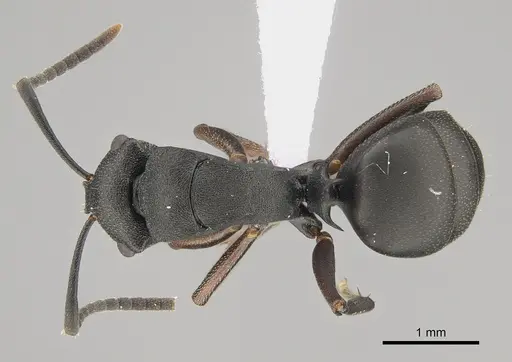 Polyrhachis sidnica specimen