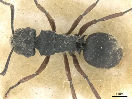 Polyrhachis sidnica - CASENT0906563