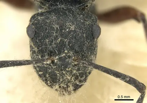 Polyrhachis sidnica - CASENT0906563