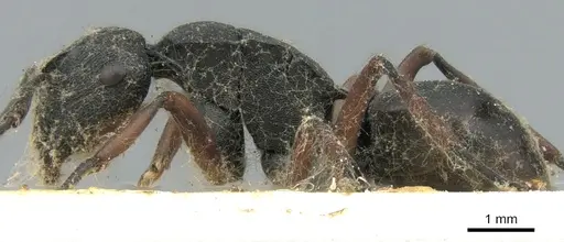 Polyrhachis sidnica - CASENT0906563