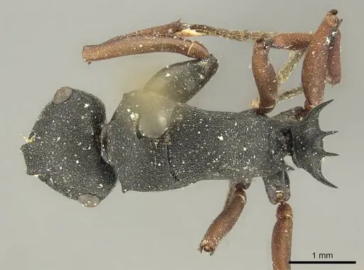 Polyrhachis sidnica - CASENT0915621