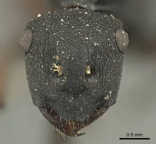 Polyrhachis sidnica - CASENT0915621