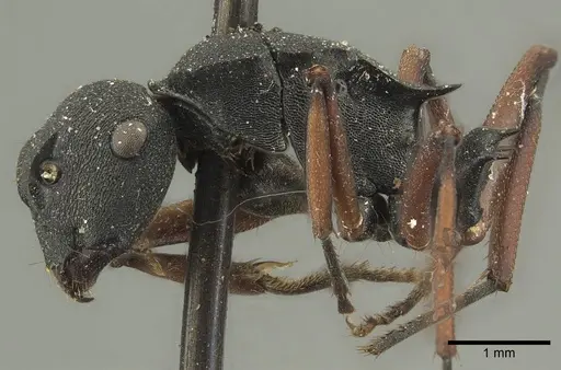 Polyrhachis sidnica - CASENT0915621