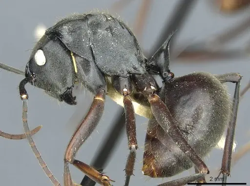 Polyrhachis similis specimen