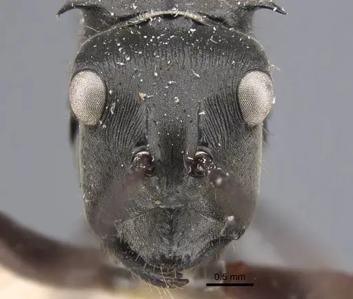 Polyrhachis similis - CASENT0917284