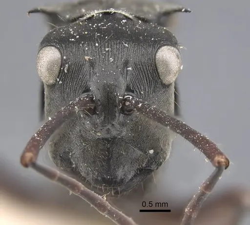 Polyrhachis similis - CASENT0917284