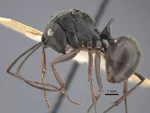 Polyrhachis similis - CASENT0917284