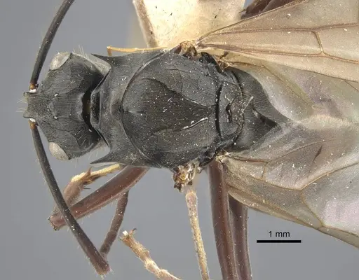 Polyrhachis similis - CASENT0917285