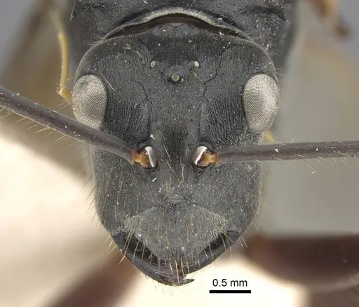 Polyrhachis similis - CASENT0917285