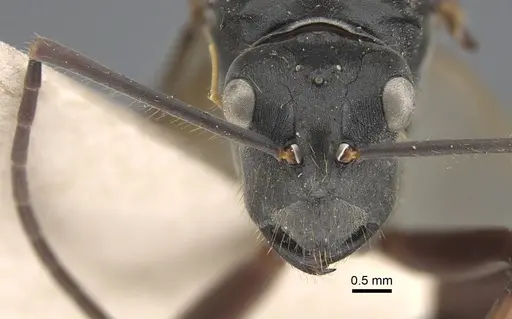 Polyrhachis similis - CASENT0917285