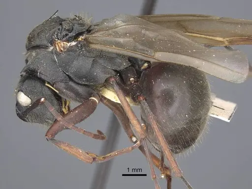 Polyrhachis similis - CASENT0917285